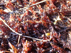 Sarmentypnum sarmentosum