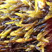 Calliergon Moss - Photo (c) Stefan Gey, some rights reserved (CC BY-NC), uploaded by Stefan Gey