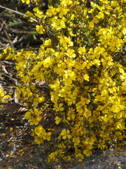 Hibbertia acerosa