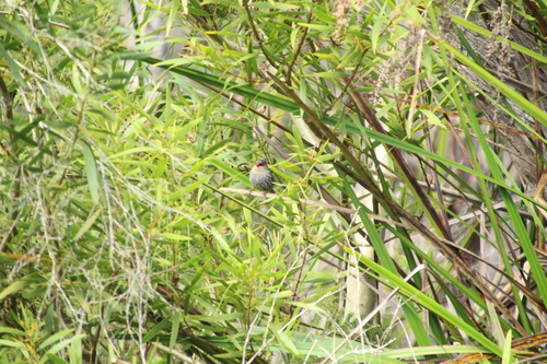Red-eared Firetail (Stagonopleura oculata), photo 10