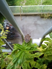 Halyomorpha halys