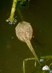 Mazatlan Narrowmouth Toad photo 2