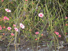 Actinodium cunninghamii