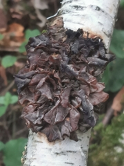 Phaeotremella foliacea