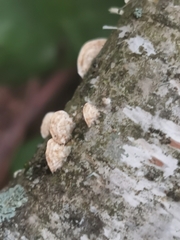 Phaeotremella foliacea