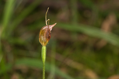 Pterostylis erecta