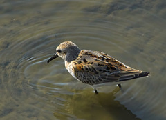 Calidris alpina