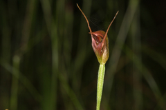 Pterostylis erecta