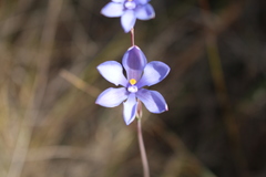 Thelymitra cornicina