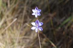 Thelymitra cornicina