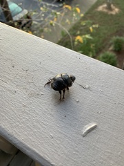 Dichotomius carolinus