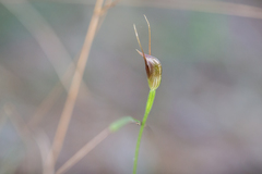Pterostylis erecta