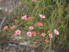 Actinodium cunninghamii