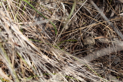 Thelymitra cornicina