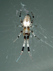 Zosis geniculata