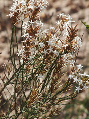 Lysinema