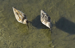 Calidris alpina