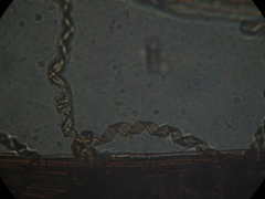 Megaceros flagellaris