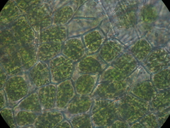 Megaceros flagellaris