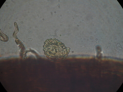 Megaceros flagellaris