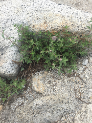 Monardella odoratissima glauca