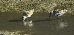 Calidris alpina