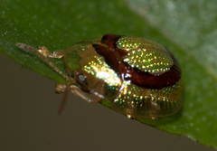 Charidotis abrupta