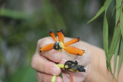Phaius