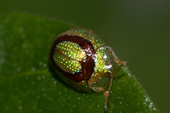 Charidotis abrupta