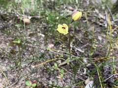 Thelymitra antennifera
