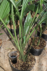 Phaius