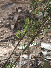 Lysinema