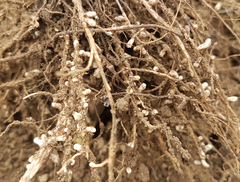 Rhizobiaceae