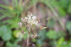 Pimpinella