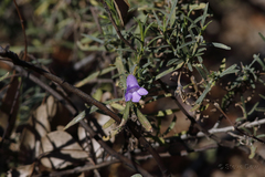 Eremophila gilesii