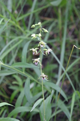 Epipactis