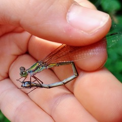 Chalcolestes