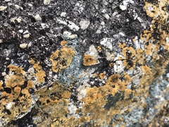 Caloplaca cinnabarina