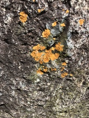 Caloplaca cinnabarina