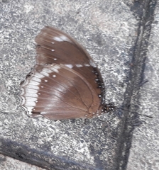 Hypolimnas bolina