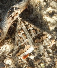 Dichromodes fulvida