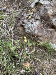 Thelymitra antennifera