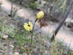 Thelymitra antennifera