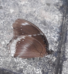 Hypolimnas bolina