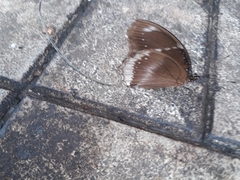 Hypolimnas bolina