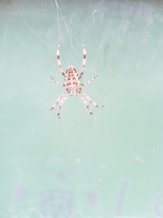 Araneus diadematus