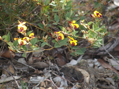 Bossiaea ornata