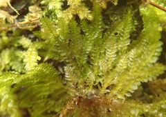 Dendrohypopterygium filiculiforme