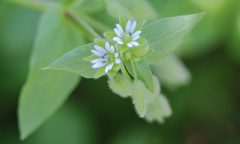 Stellaria arvalis