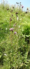 Cirsium arvense arvense